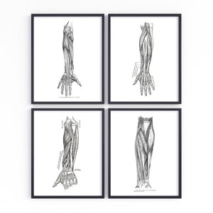 Upper Limb Muscle Art Collection of the Hand and Arm Human Anatomy Art Prints