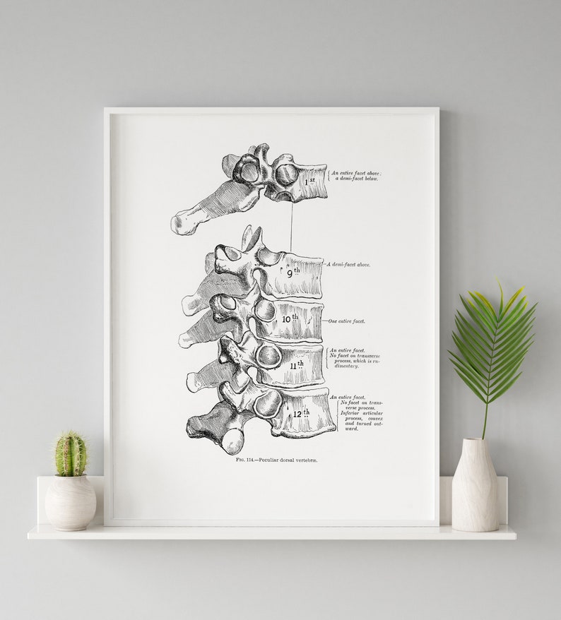 Vintage Dorsal Spine Osteology Vertebrae Bone Anatomy Art Print