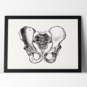 Male Pelvis Bone Osteology Vintage Human Anatomy Vintage Skeleton Art Print