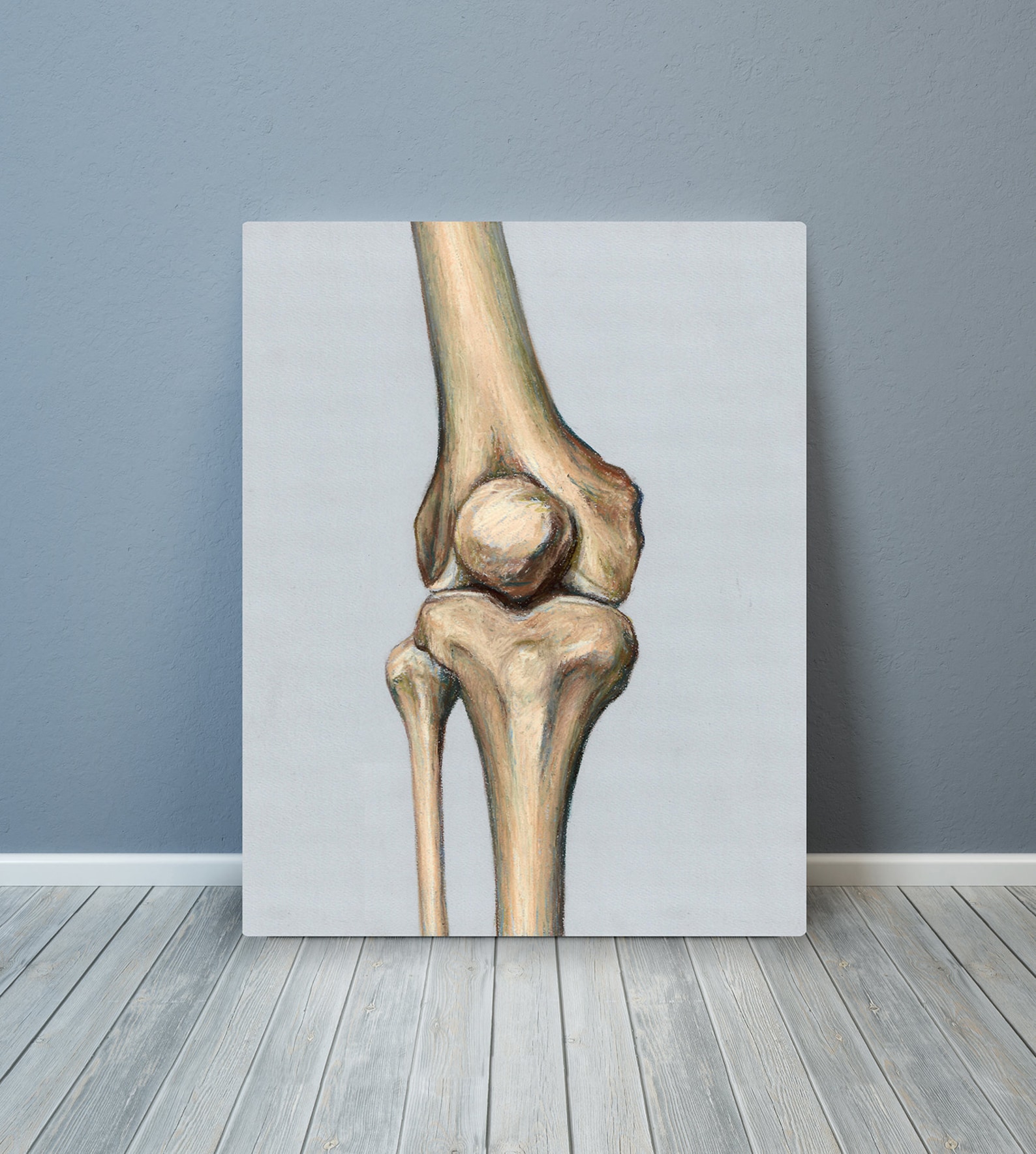Knee Joint Leg Patella Femur Tibia Fibula Bone Osteology Human Anatomy ...