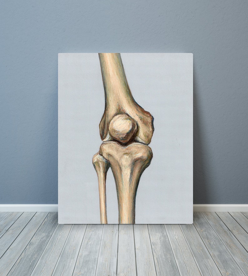 Knee Joint Leg Patella Femur Tibia Fibula Bone Osteology Human Anatomy ...