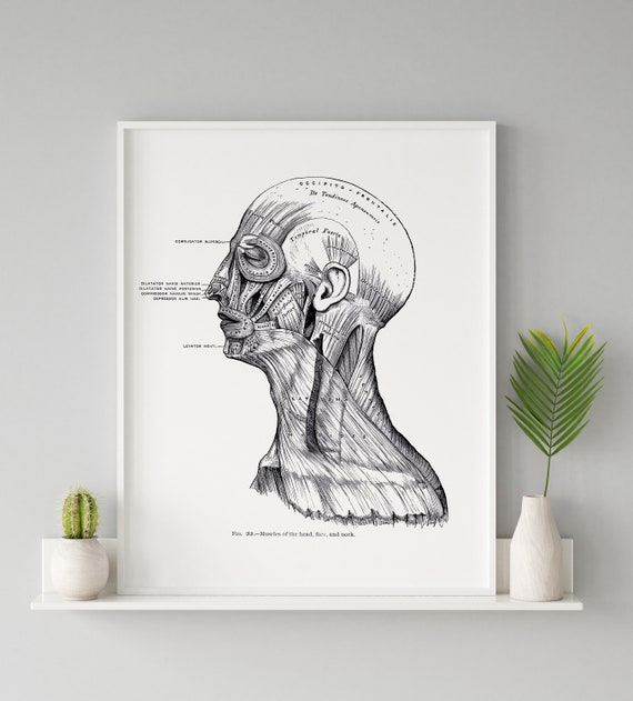 Músculos del cuello Cabeza Cara Anatomía Humana Vintage Art - Etsy España Músculos del cuello Cabeza Cara Anatomía Humana Vintage Art - Etsy España