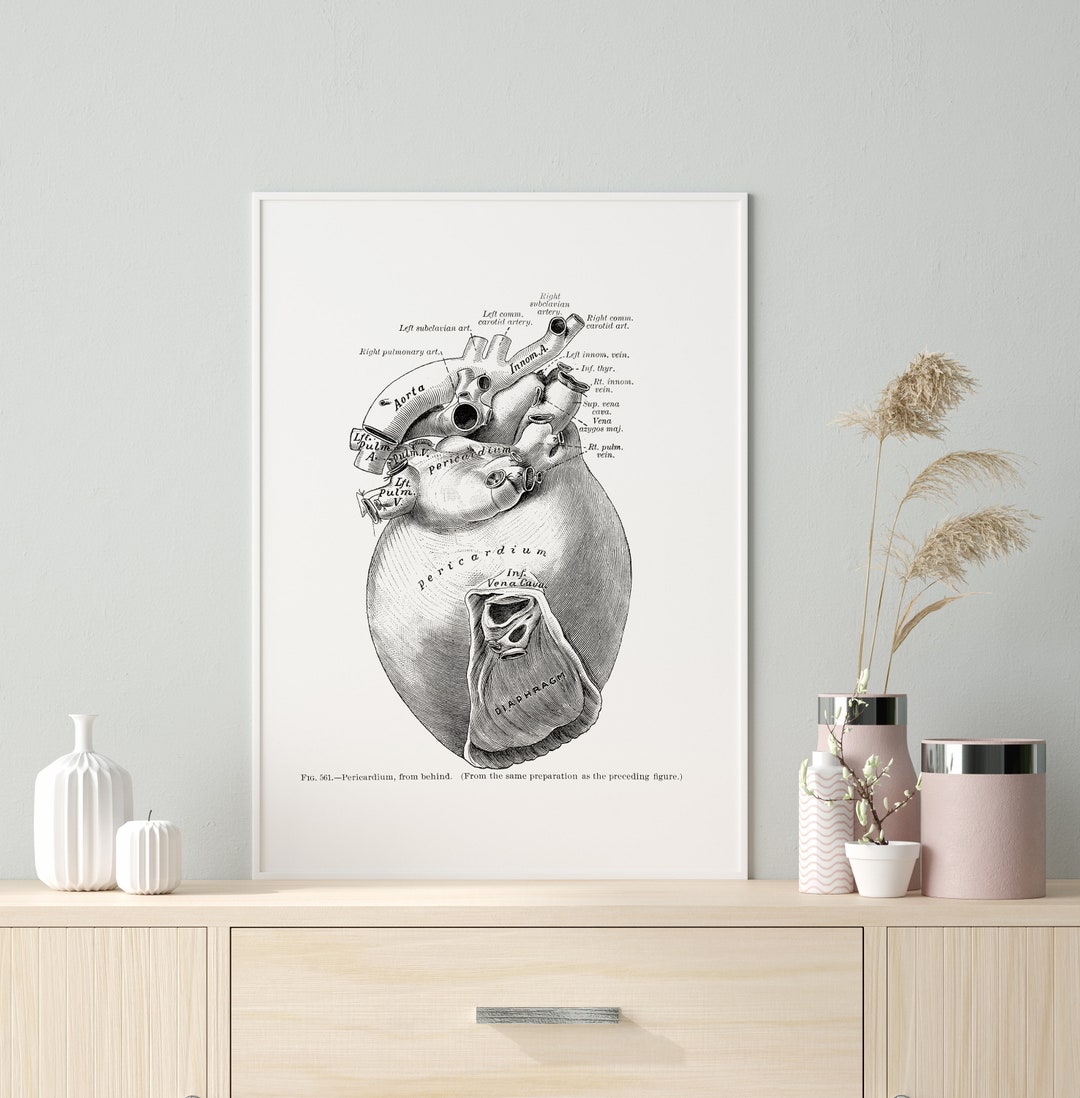 Pericardium Back Aorta Heart Vintage Human Anatomy Art Print - Etsy