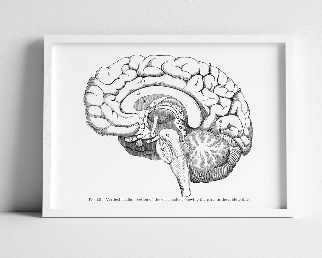Lateral Brain Median Section Neurology Vintage Human Anatomy Art Print ...