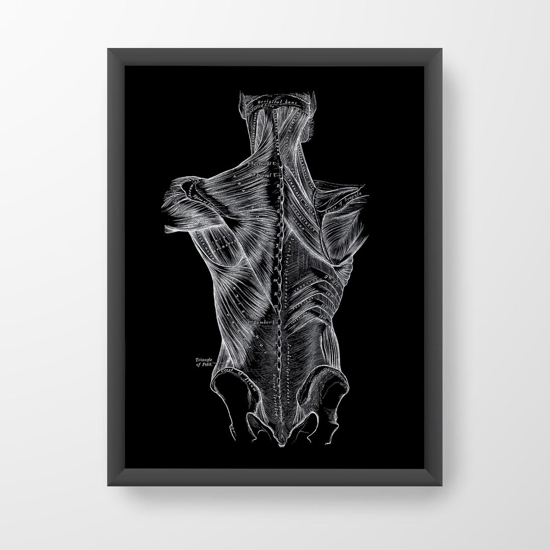Muscles of the Back Vintage Human Anatomy Art Print Medical ...