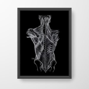Muscles of the Back Vintage Human Anatomy Art Print Medical Illustration Black