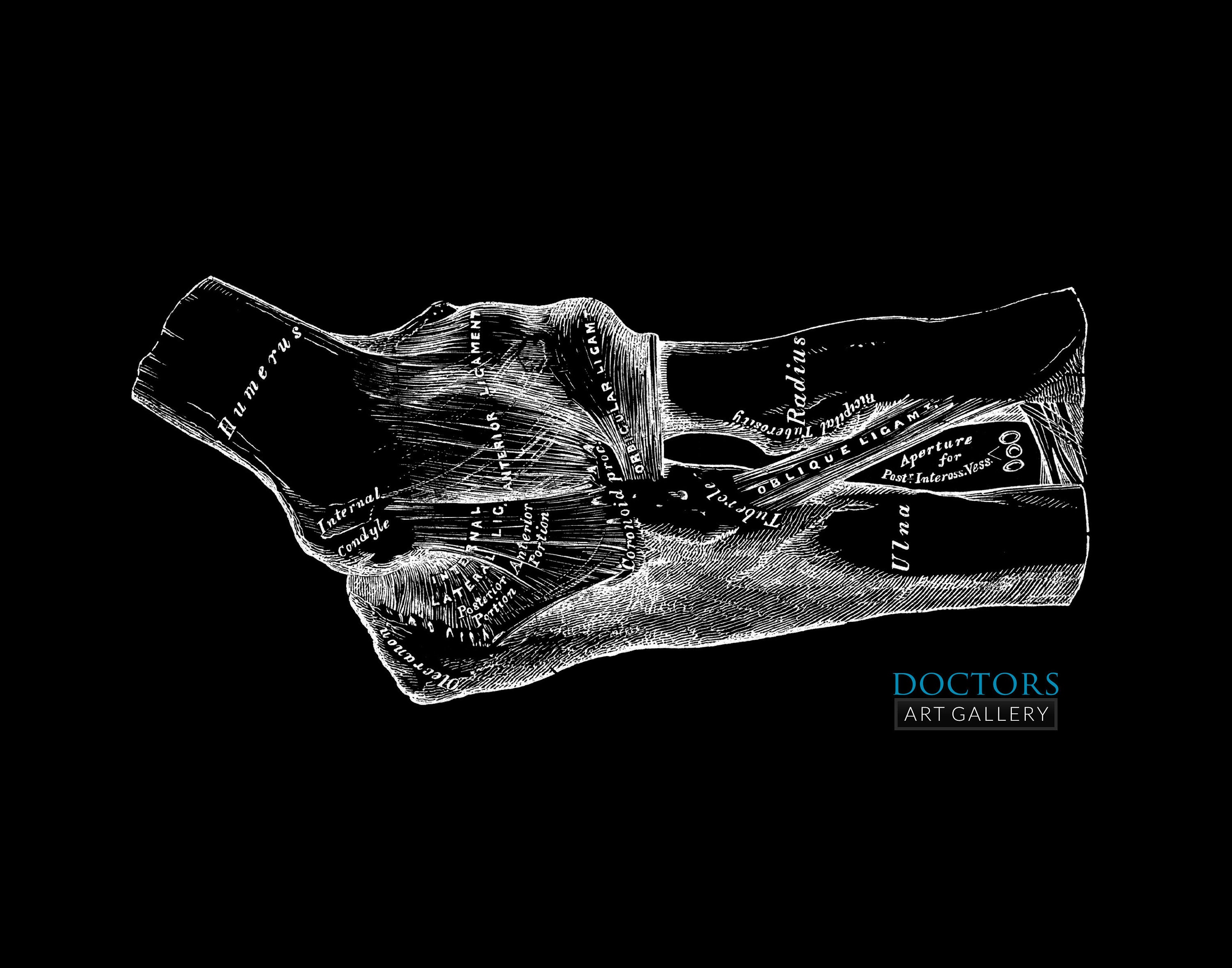 Elbow Joint Ulna Radius Humerus Vintage Human Anatomy Art Print Medical ...