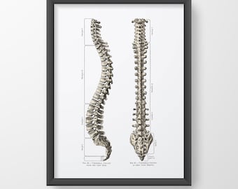 Spinal Column Vertebrae Vintage Spine Human Anatomy Art Print
