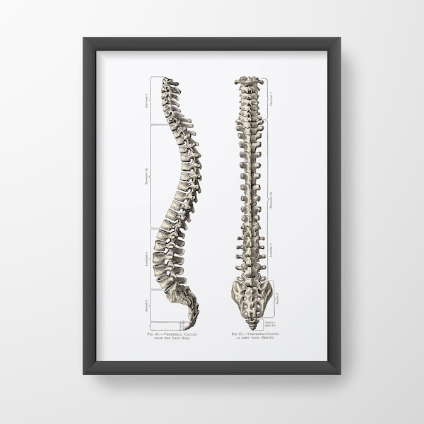Spinal Column Vertebrae Vintage Spine Human Anatomy Art Print