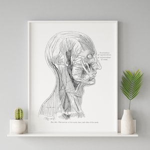 Neck Face Scalp Muscle and Nerve Vintage Human Anatomy Art Print Medical Drawing