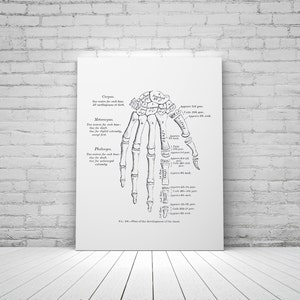Hand Development Carpal Bones Phalanges Vintage Human Anatomy Art Print Medical Model