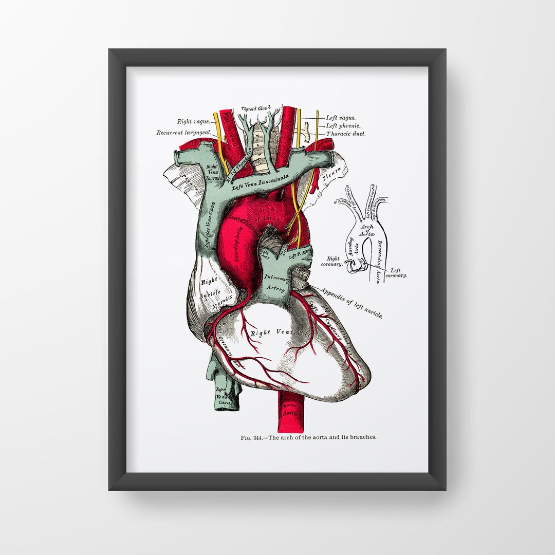 Heart Aorta Cardiology Human Anatomy Art Print Vintage Medical Drawing ...