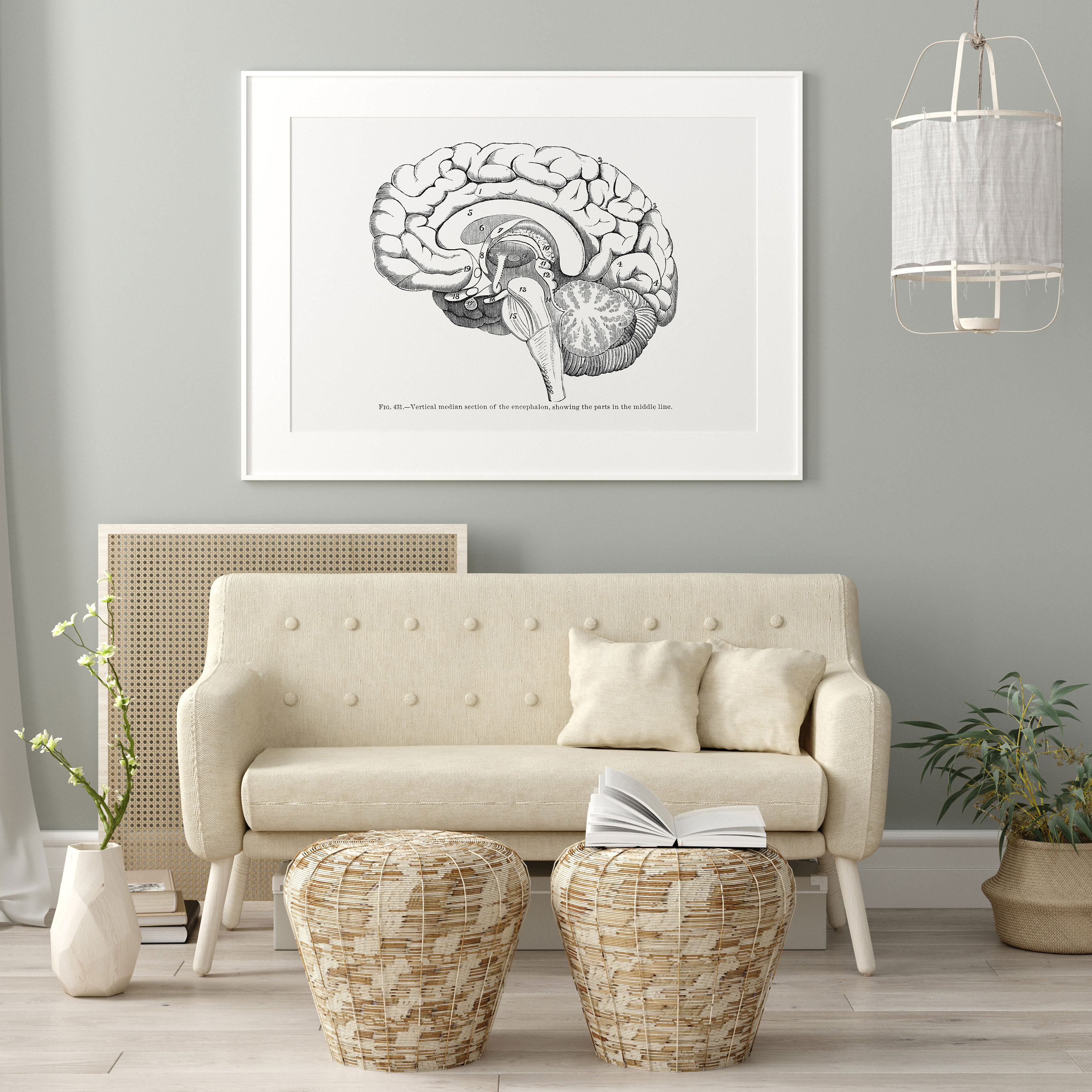 Lateral Brain Median Section Neurology Vintage Human Anatomy Art Print ...