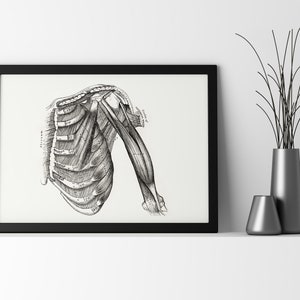May include: Black and white anatomical illustration of the human shoulder and upper arm, showing the muscles and bones. The image is framed in a black frame and displayed on a white wall.