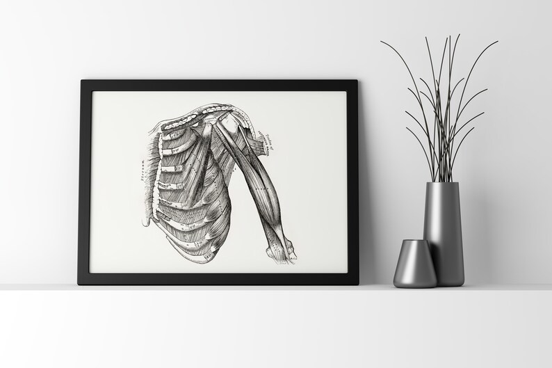 May include: Black and white anatomical illustration of the human shoulder and upper arm, showing the muscles and bones. The image is framed in a black frame and displayed on a white wall.
