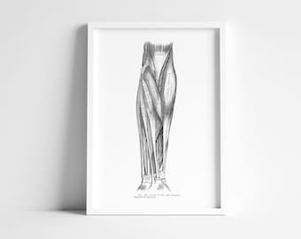 Forearm Flexor Extensor Muscle Tendon Vintage Human Anatomy Art Print