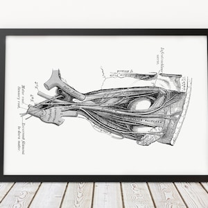 Eye Nerves of the Orbit Optometry Ophthalmology Vintage Anatomy Art Print Medical Illustration