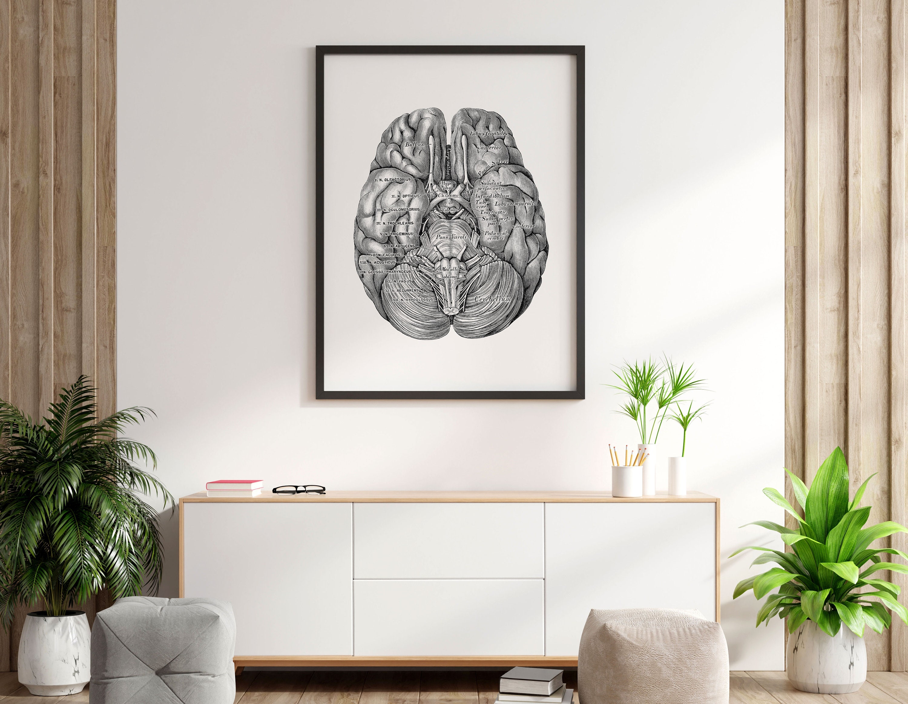 Brain Inferior Hemispheres Human Anatomy Neurology Art Print Vintage ...