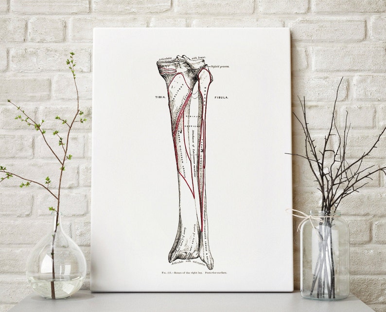 Vintage Tibia Fibula Leg Bone Anatomy Osteology Art Print - Etsy