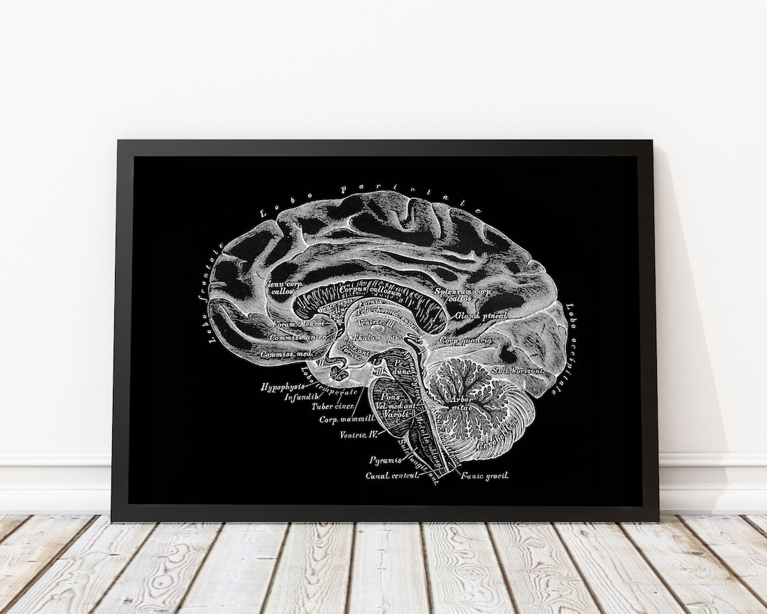 Lateral Brain Neurology Human Anatomy Vintage Art Print - Etsy.de