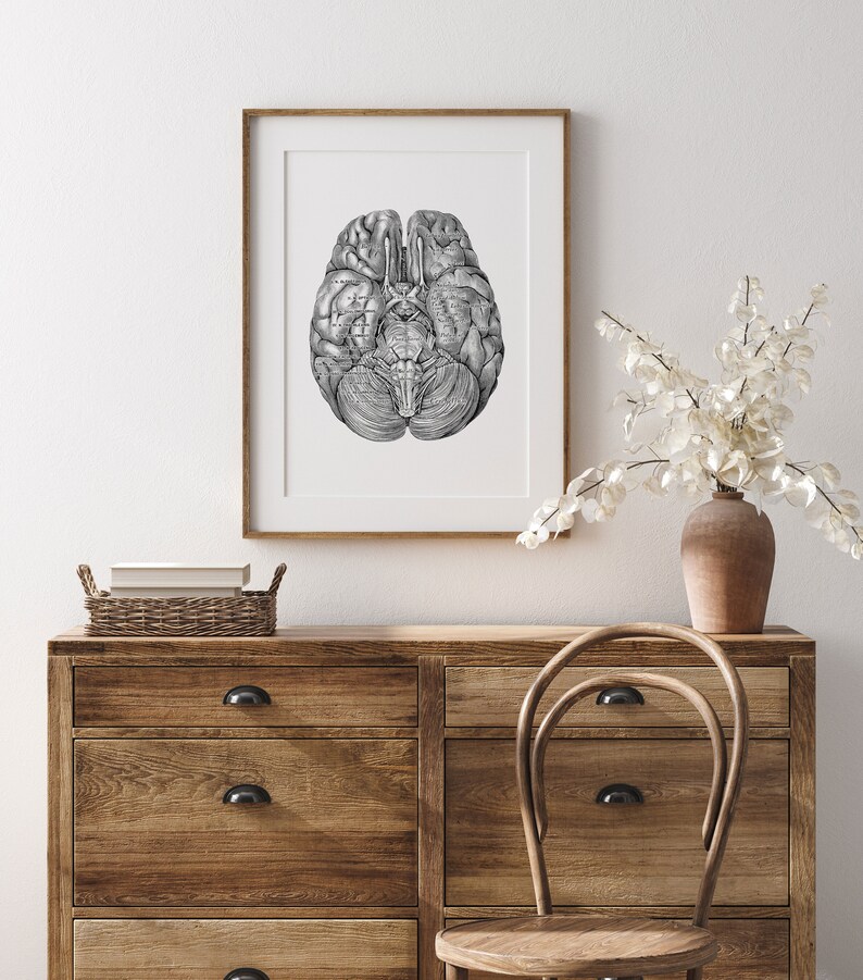 Brain Inferior Hemispheres Human Anatomy Neurology Art Print Vintage ...