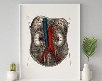 Kidney Urology Nephrology Human Anatomy Dialysis Art Print Medical Drawing Anatomical Model Nephrologist Gift