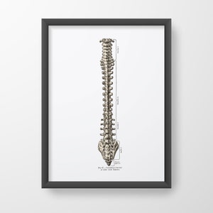 Spine Vertebral Column from Behind Vintage Human Anatomy Art Print