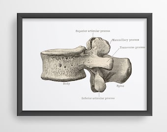 Lumbar 3rd Vertebra Lateral Spine Vintage Human Anatomy Art Print