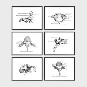 Vertebrae Art Collection including Cervical, Thoracic, Lumbar, Atlas, and Axis Human Spine Anatomy Art Prints