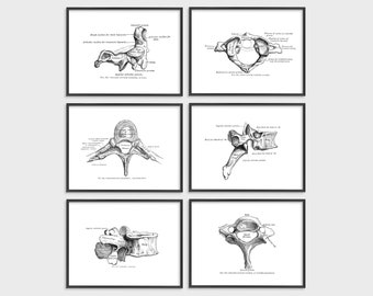 Vintage Human Spine Anatomy Art Prints: Vertebrae Collection