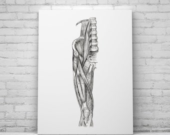 Vintage Anatomical Femoral Iliac Muscle Leg Art Print