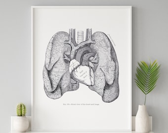 May include: A vintage anatomical illustration of the human heart and lungs. The image shows the front view of the heart and lungs, with the heart in the center and the lungs on either side. The image is labeled with the names of the different parts of the heart and lungs.