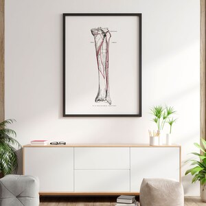 Vintage Tibia Fibula Leg Bone Anatomy Osteology Art Print - Etsy