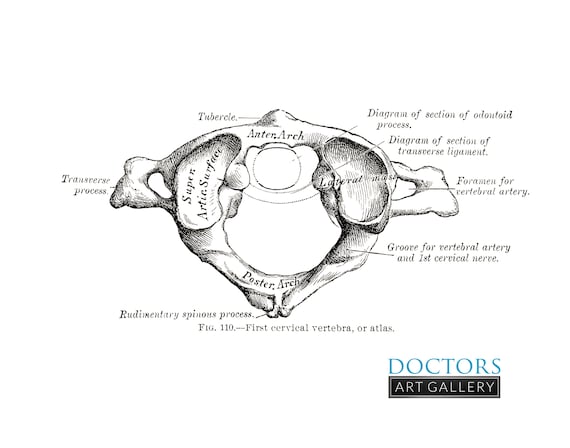 Atlas Vertebrae Of Rabbit Diagram