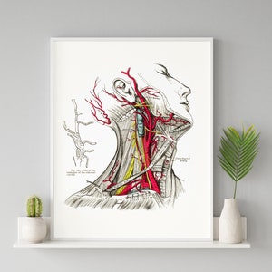 Carotid Artery Neck Muscle Human Anatomy Art Print Medical Model