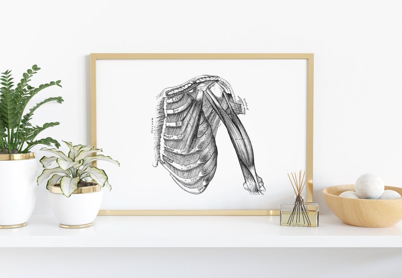 May include: Black and white anatomical illustration of the human shoulder and upper arm, showing the muscles and bones. The image is framed in a gold frame and displayed on a white shelf with plants and decorative items.