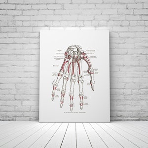 Hand Carpal Bones Phalanges Palmar Surface Vintage Osteology Ortho Anatomy Art Print Medical Model
