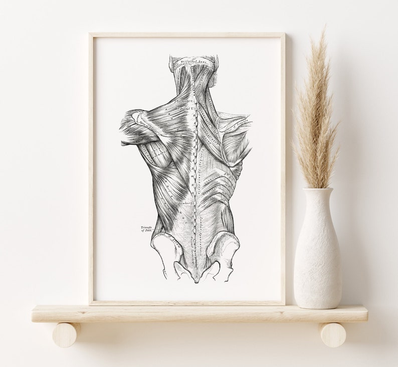 Muscles of the Back Vintage Human Anatomy Art Print - Etsy