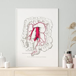 Internal Anatomy Inferior Mesenteric Artery Small Intestine Transverse Colon Vintage Anatomical Art Print