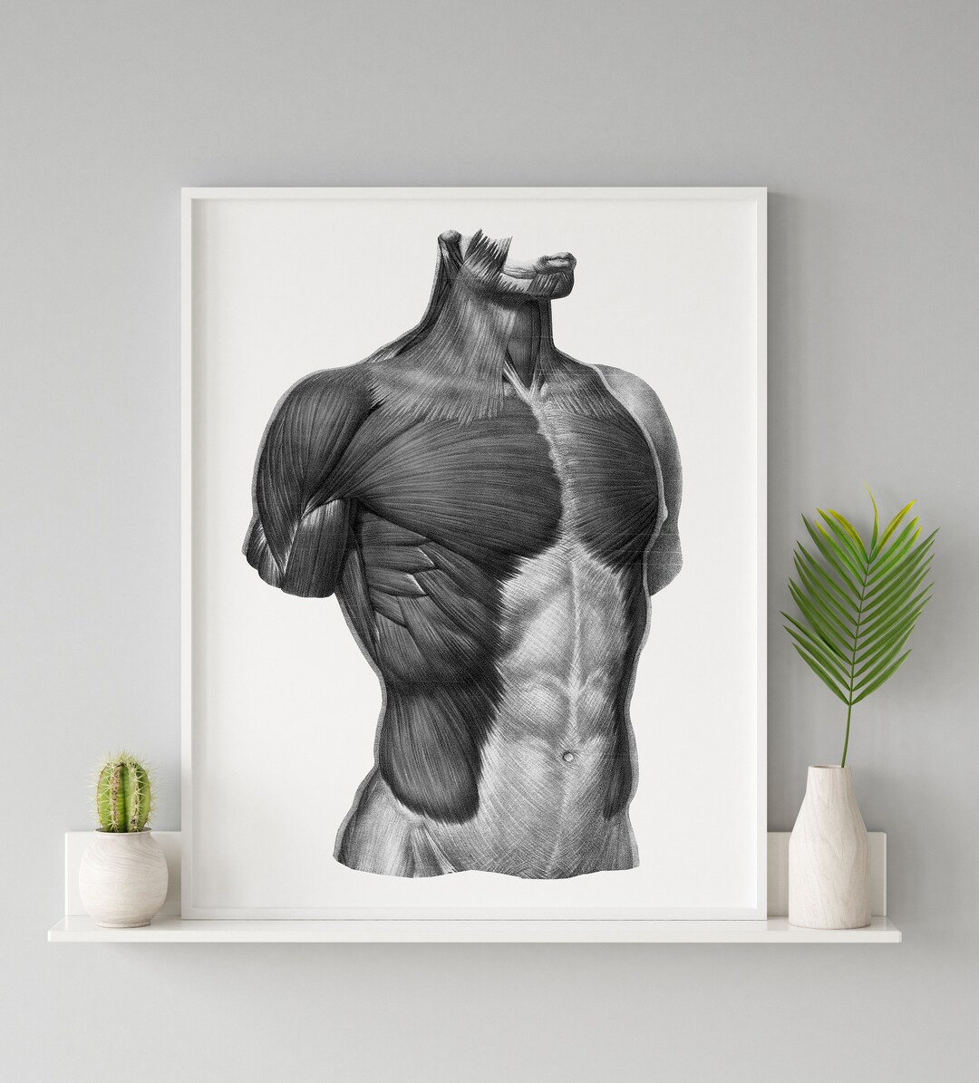 Muscles of the Chest and Abdomen Vintage Human Anatomy Black and White ...