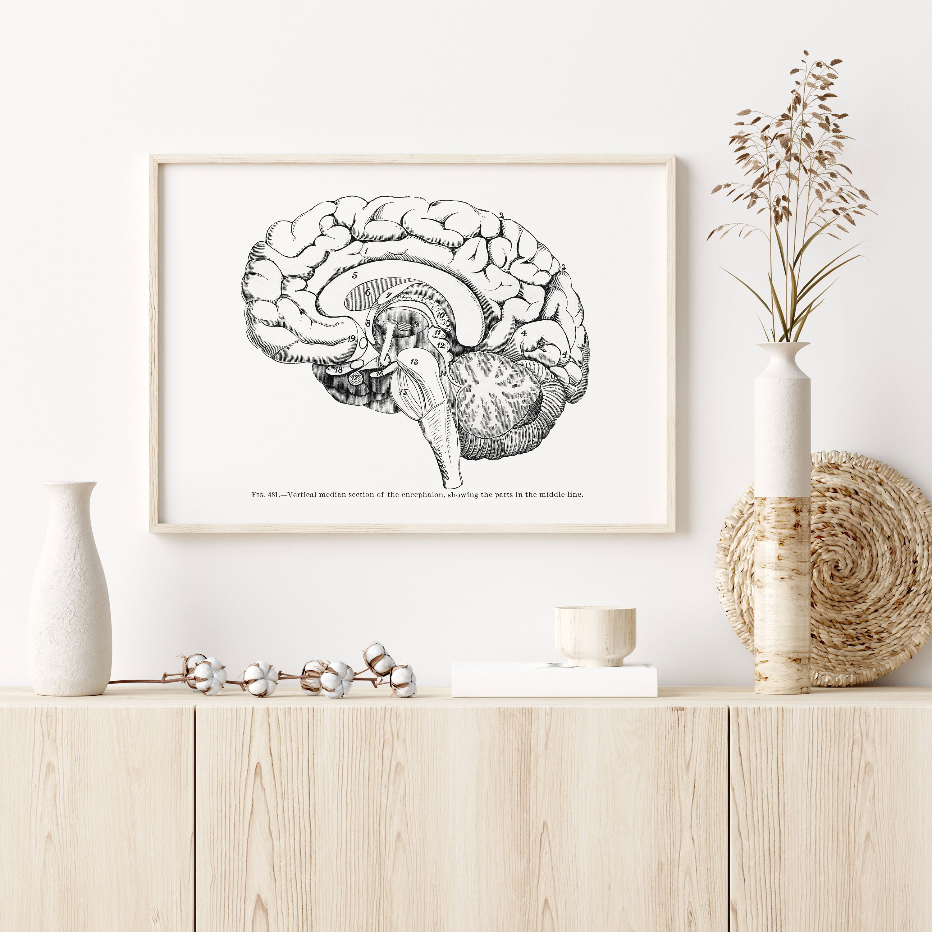 Lateral Brain Median Section Neurology Vintage Human Anatomy Art Print ...