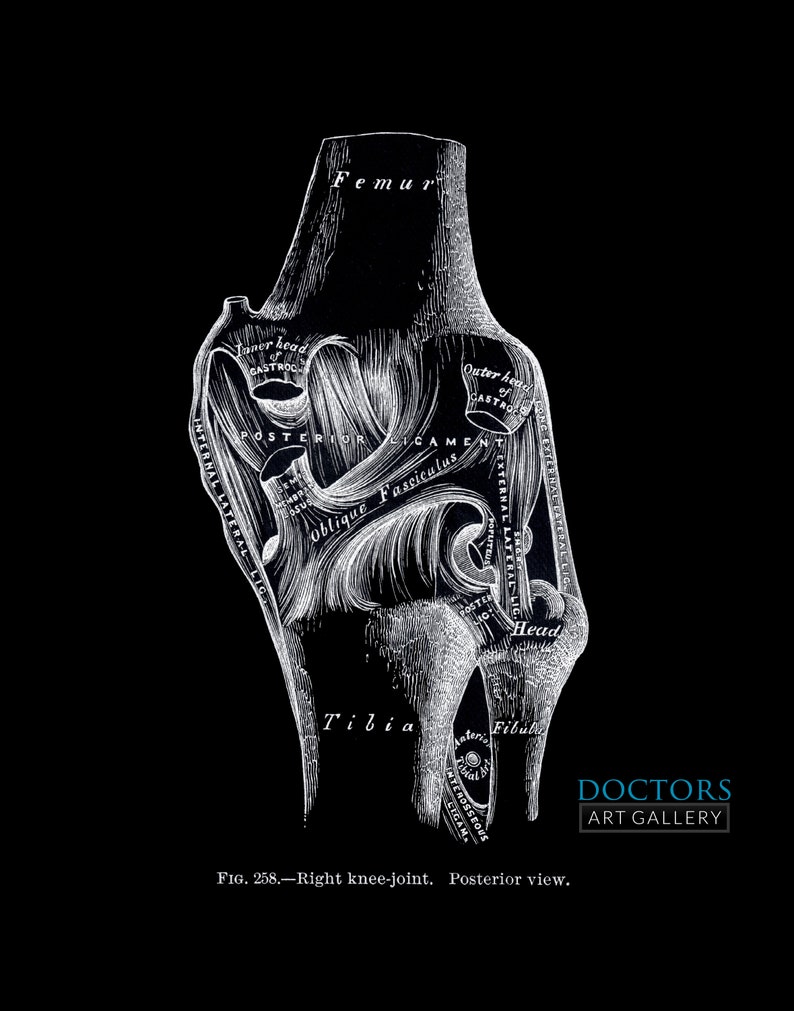 Knee Joint Posterior Ligament Oblique Fasciculus Tibia Fibula - Etsy