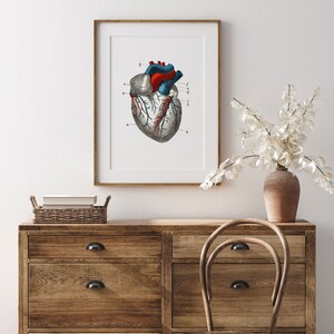 Heart Ventricle Cardiology Human Anatomy Art Print Vintage Aorta ...