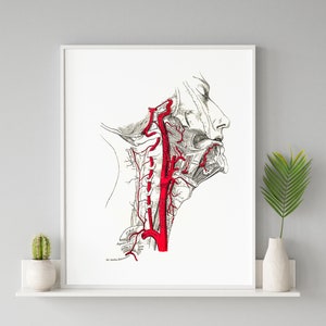 Carotid and Basilar Artery Human Anatomy Art Print