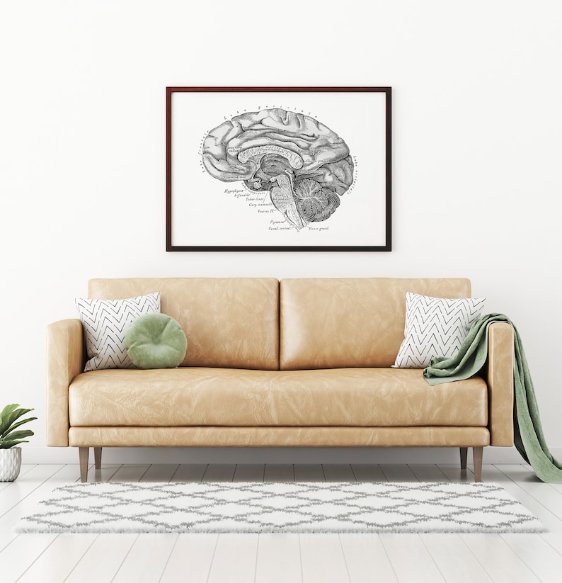 Lateral Brain Neurology Human Anatomy Vintage Art Print Medical ...