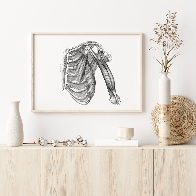 May include: Black and white anatomical illustration of the human shoulder and upper arm, showing the muscles and bones. The image is framed and displayed on a white wall.