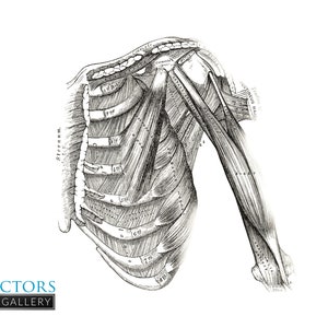 May include: A detailed anatomical illustration of the human shoulder and upper arm, showing the muscles and bones. The image is in black and white and has a vintage style.