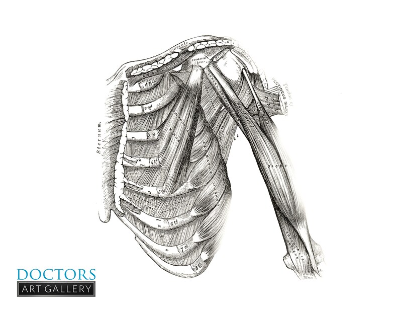 May include: A detailed anatomical illustration of the human shoulder and upper arm, showing the muscles and bones. The image is in black and white and has a vintage style.