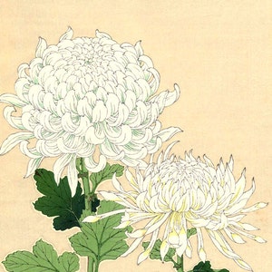 Japanese art, flowers floral botanical art prints, White Chrysanthemums FINE ART PRINT, japan flower woodblock prints, posters, paintings