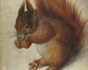 Vintage european animal antique art prints, Red Squirrel Hans Hoffmann FINE ART PRINT, Durer renaissance drawings, paintings, art posters